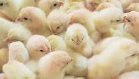 Blowout Sale  Cornish Giant Chicks