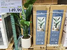 Costco Lifelike Banana Tree (brand new)