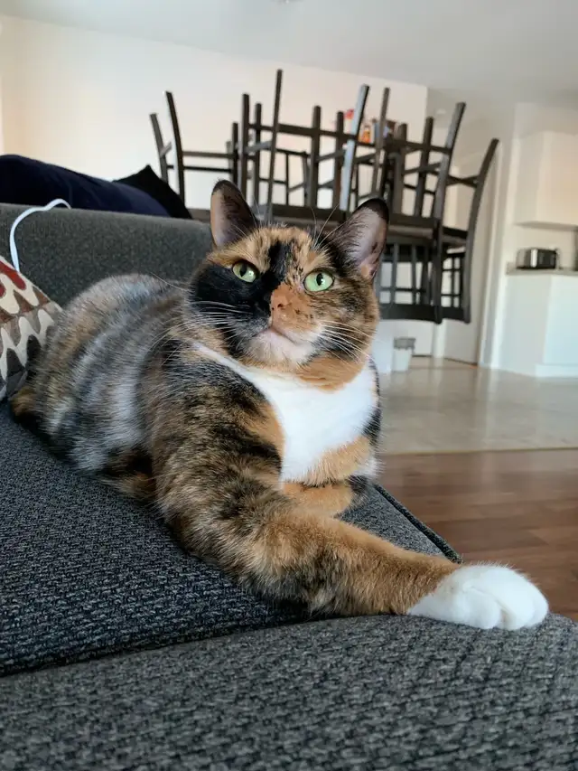 Cat to rehome