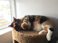 Cat to rehome - Photo 2