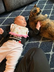 Cat to rehome - Photo 4