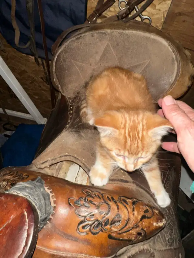 kittens to rehome free