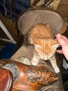 kittens to rehome free