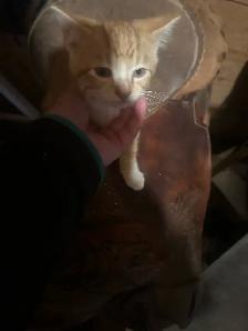 kittens to rehome free - Photo 2