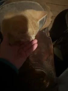 kittens to rehome free - Photo 3