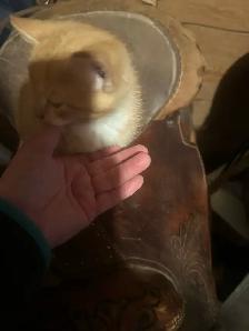 kittens to rehome free - Photo 4