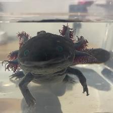 Cranberry the Axolotl - Photo 2