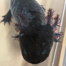 Cranberry the Axolotl - Photo 3