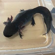 Cranberry the Axolotl - Photo 4