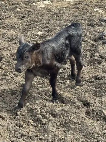 Bottle Calves For Sale