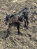 Bottle Calves For Sale