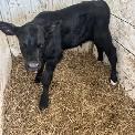 Bottle Calves For Sale - Photo 2