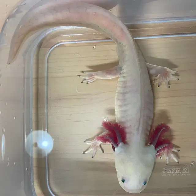 Noodle the Axolotl