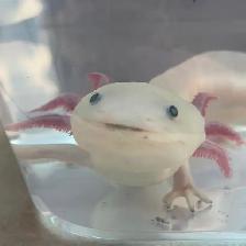 Noodle the Axolotl - Photo 2