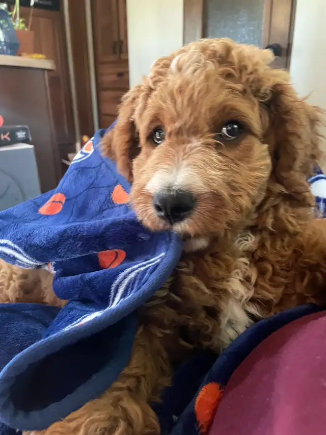 Goldendoodle