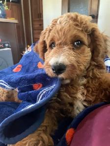 Goldendoodle