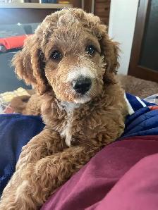 Goldendoodle - Photo 2