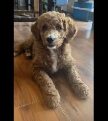 Goldendoodle - Photo 3
