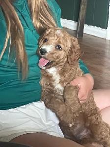 Goldendoodle - Photo 4