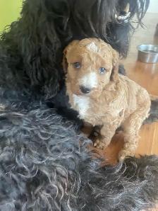 Goldendoodle - Photo 5