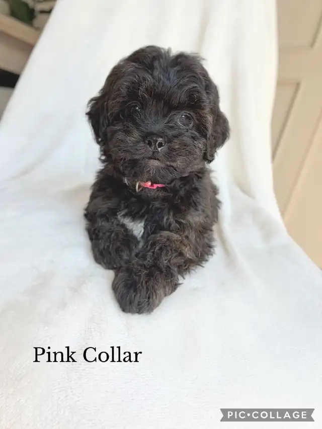 ADORABLE Shih-Poo Puppies