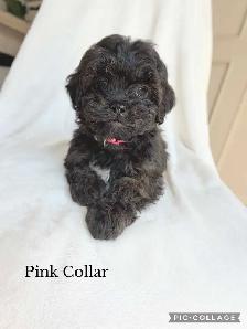 ADORABLE Shih-Poo Puppies