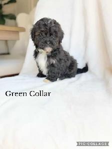 ADORABLE Shih-Poo Puppies - Photo 2