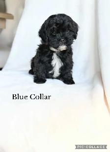 ADORABLE Shih-Poo Puppies - Photo 3
