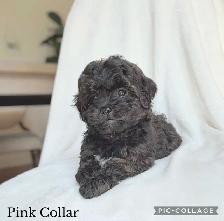 ADORABLE Shih-Poo Puppies - Photo 4
