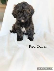 ADORABLE Shih-Poo Puppies - Photo 5
