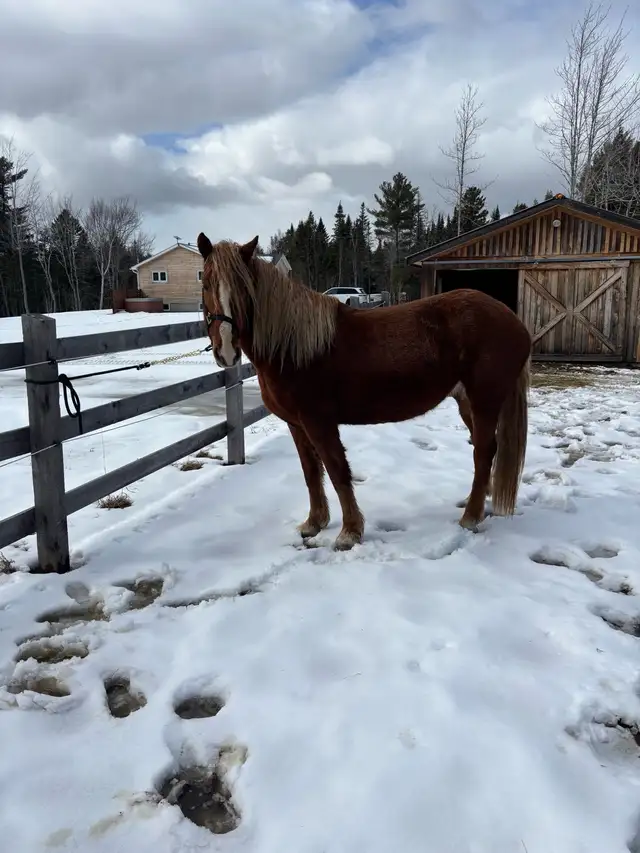 5 year old Belgian cross mare