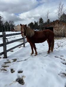 5 year old Belgian cross mare
