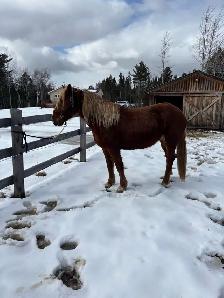5 year old Belgian cross mare - Photo 2