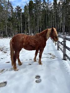 5 year old Belgian cross mare - Photo 3