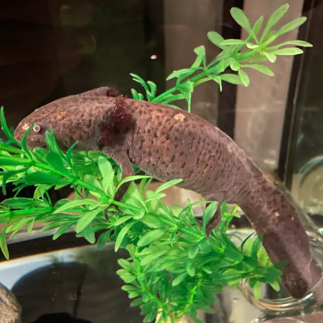 Cracker the Axolotl