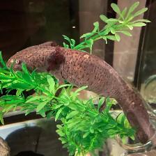 Cracker the Axolotl