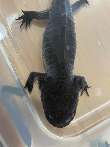 Cracker the Axolotl - Photo 2
