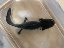 Cracker the Axolotl - Photo 3