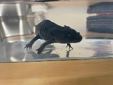 Cracker the Axolotl - Photo 4