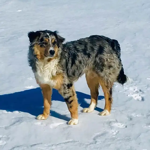 Border collie pure race