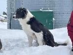 Border collie pure race - Photo 2