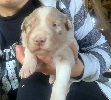 Border collie pure race - Photo 4