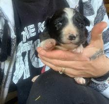 Border collie pure race - Photo 6