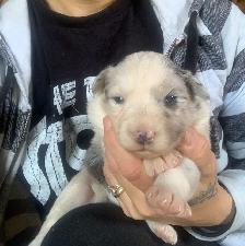 Border collie pure race - Photo 7