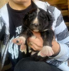 Border collie pure race - Photo 8