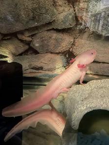 Derpy the Axolotl - Photo 3