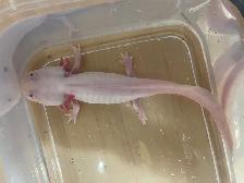 Derpy the Axolotl - Photo 4