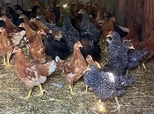 8 week hens for sale - Photo 4