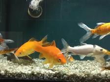 ANIMALERIE ÉTABLIE DEPUIS 20 ANS À VENDRE – SAINT-SAUVEUR - Photo 3