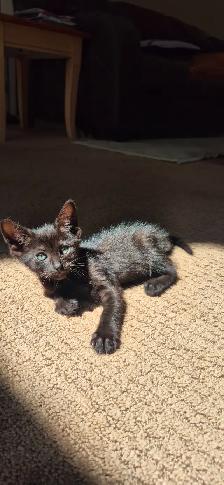 3/4 siamese female - Photo 2